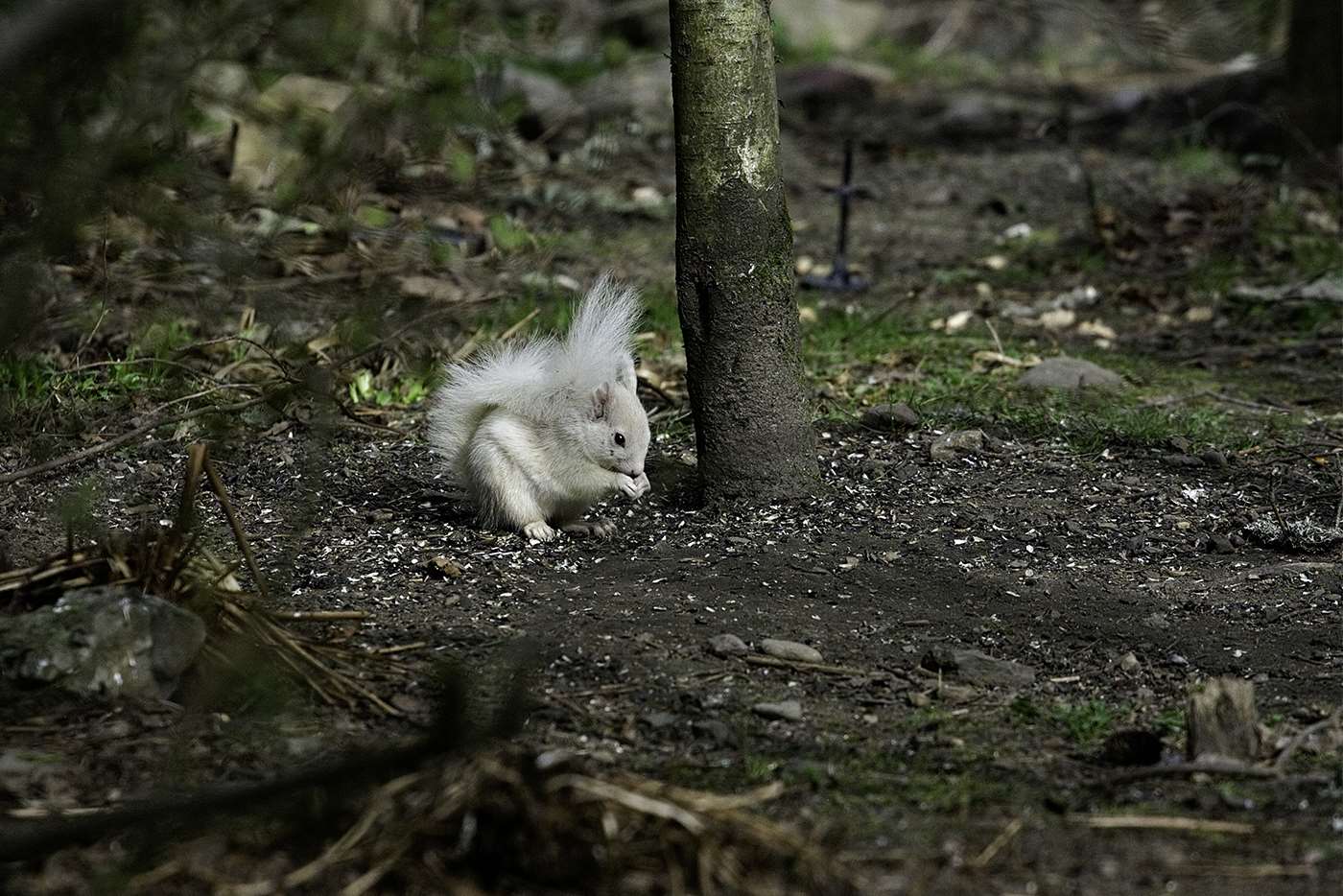 The sighting and photographs were reported to Saving Scotland’s Red Squirrels (Chris Eddington/PA)