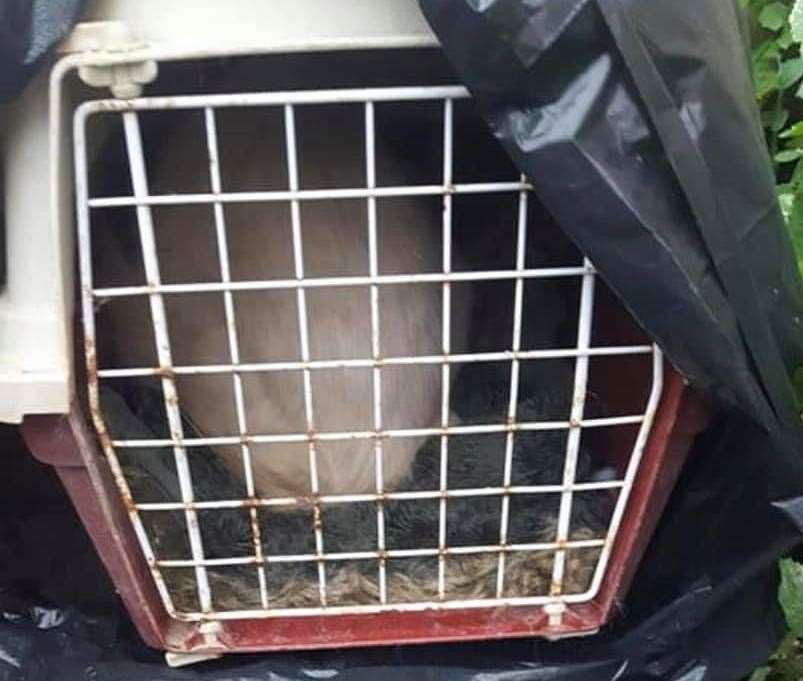 The cat was dumped on Salisbury Road this morning. Picture: Bedhurst Cats Adoption centre Facebook