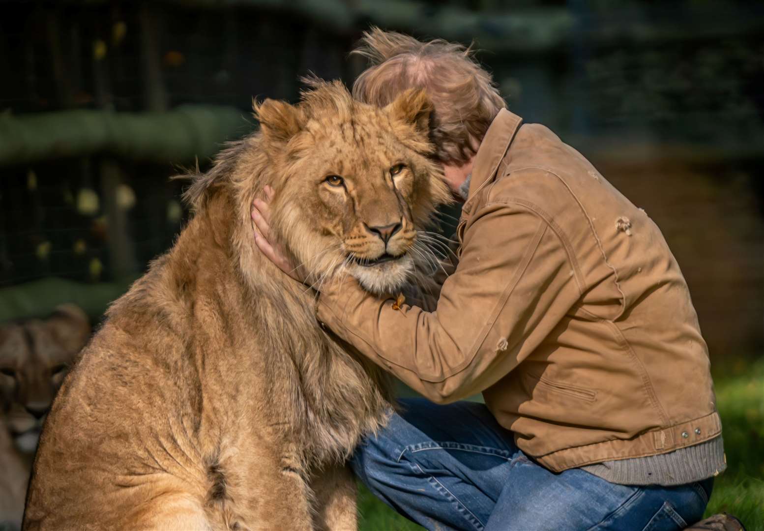 Damian Aspinall hand-reared lions Zemo and Zala at Howletts, near Canterbury. Picture: Daz TakesPhotos