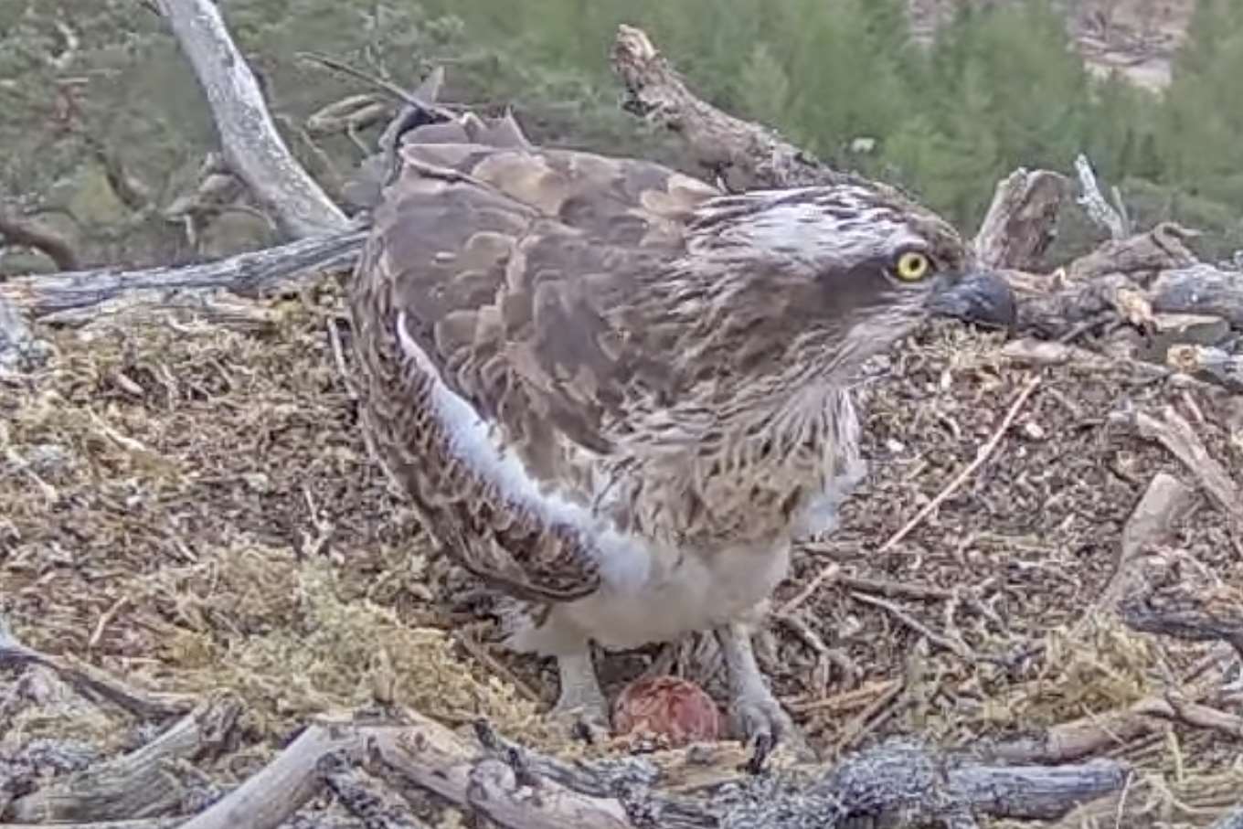 Osprey Lays Her First Egg Of Season