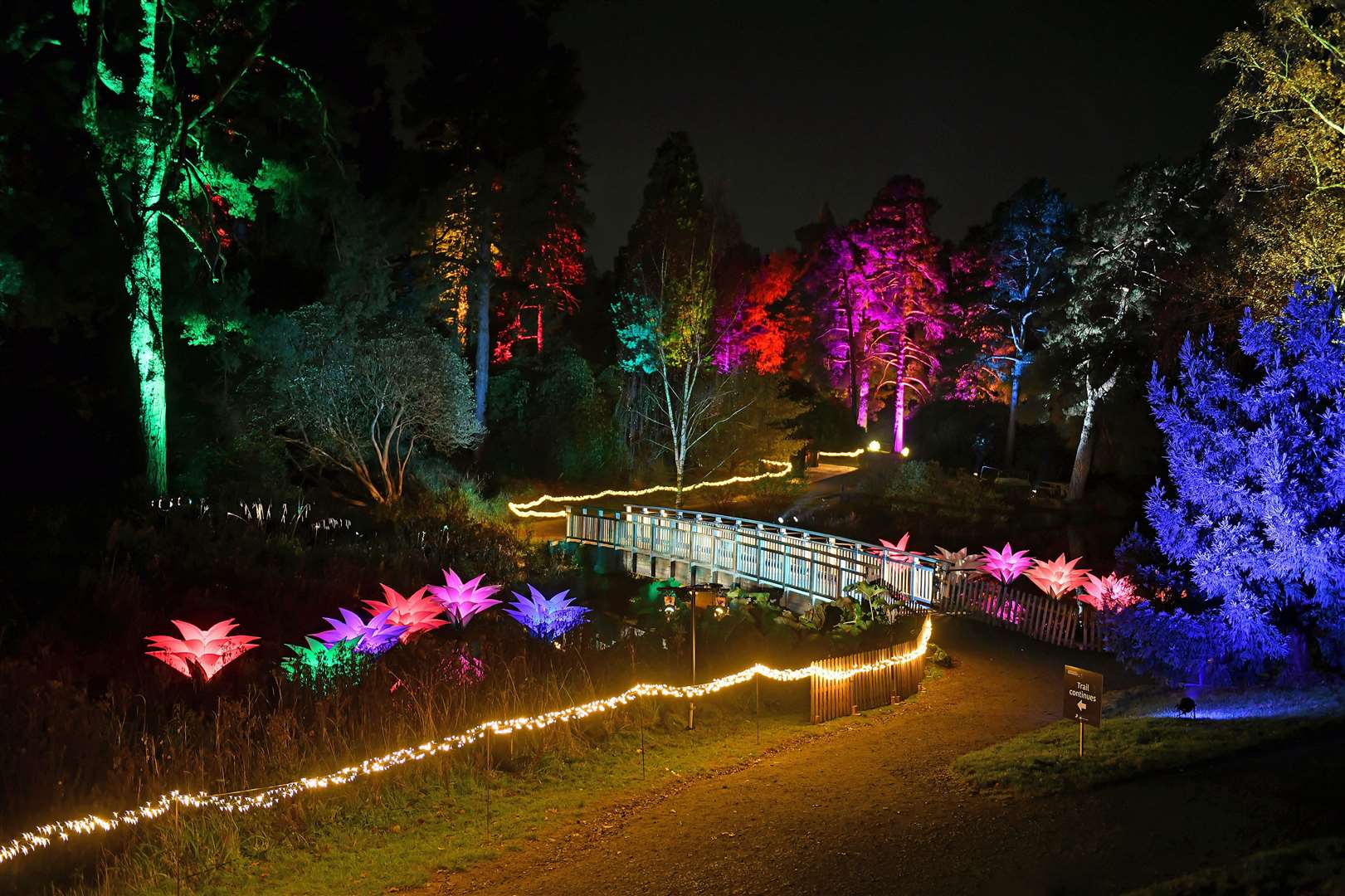 Christmas at Bedgebury festive illuminated trail at Bedgebury