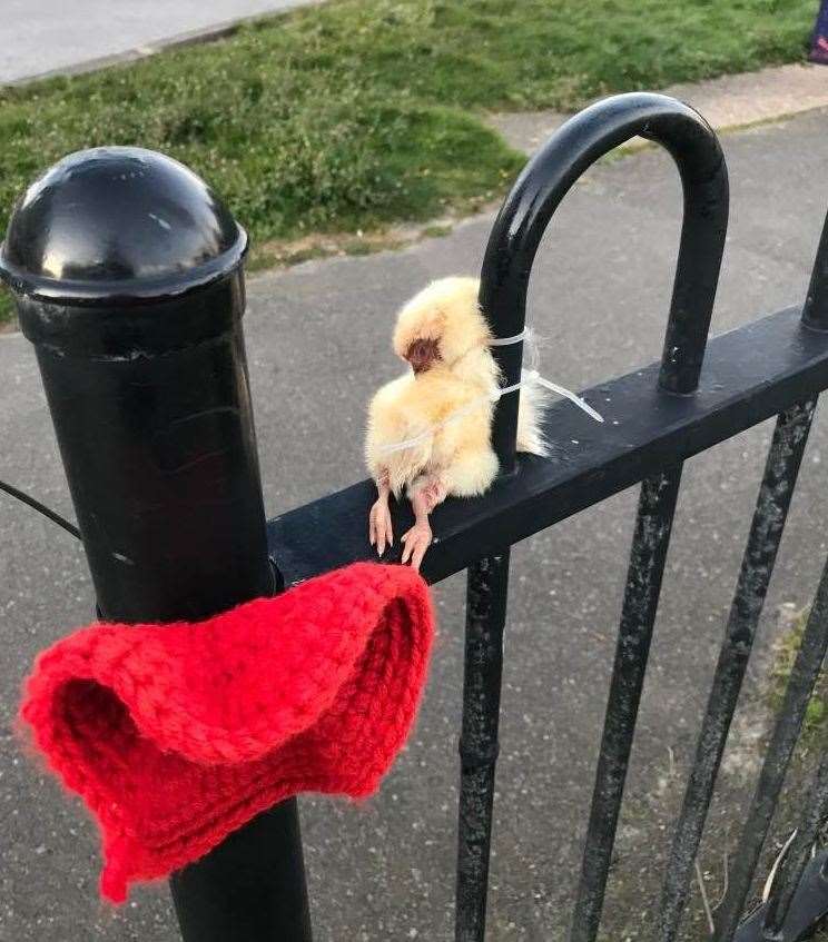 The chick was found tied to a railing in Folkestone. Picture: RSPCA