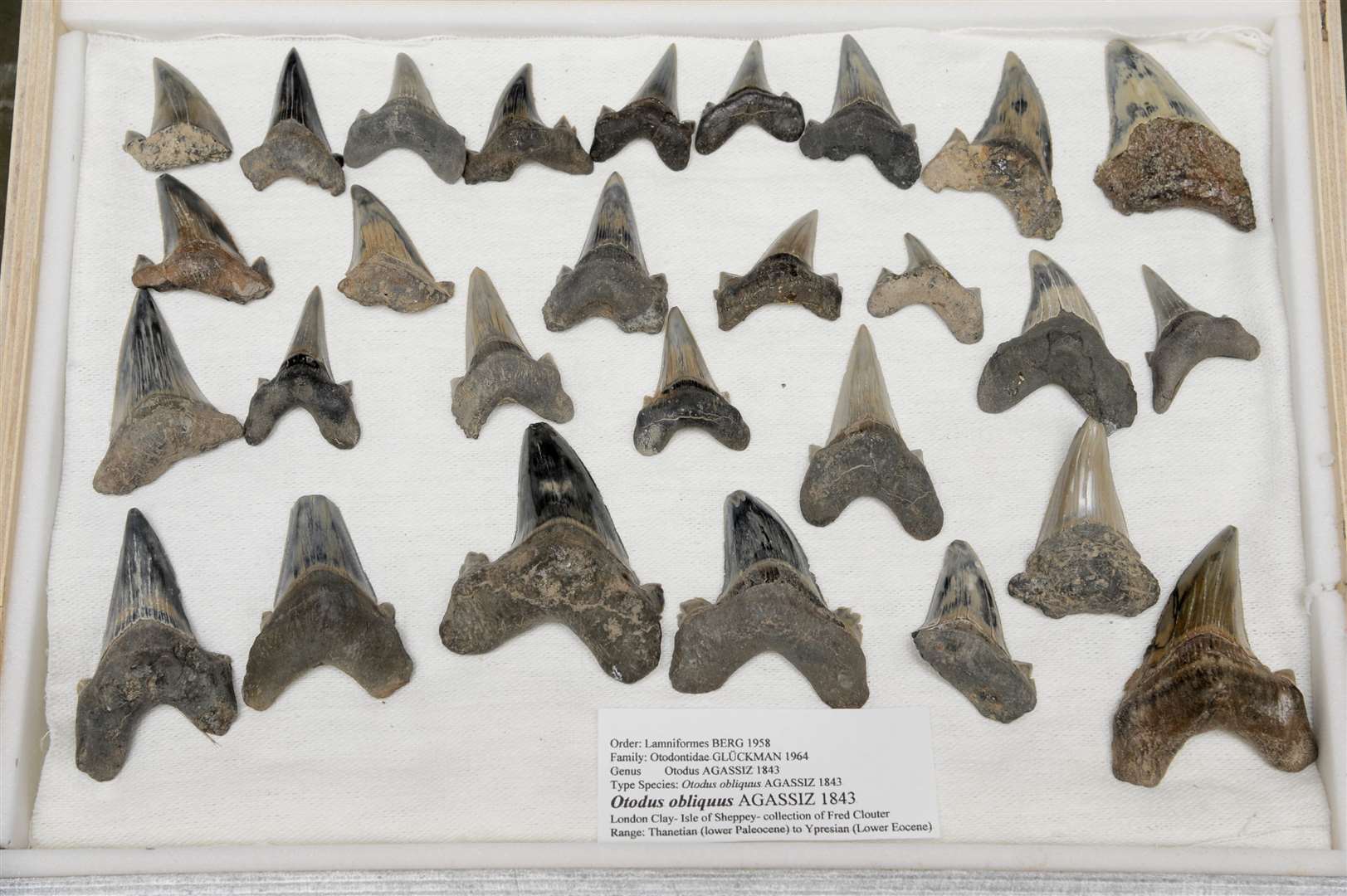 Shark teeth found by Fred Clouter on Sheppey Picture: Andy Payton