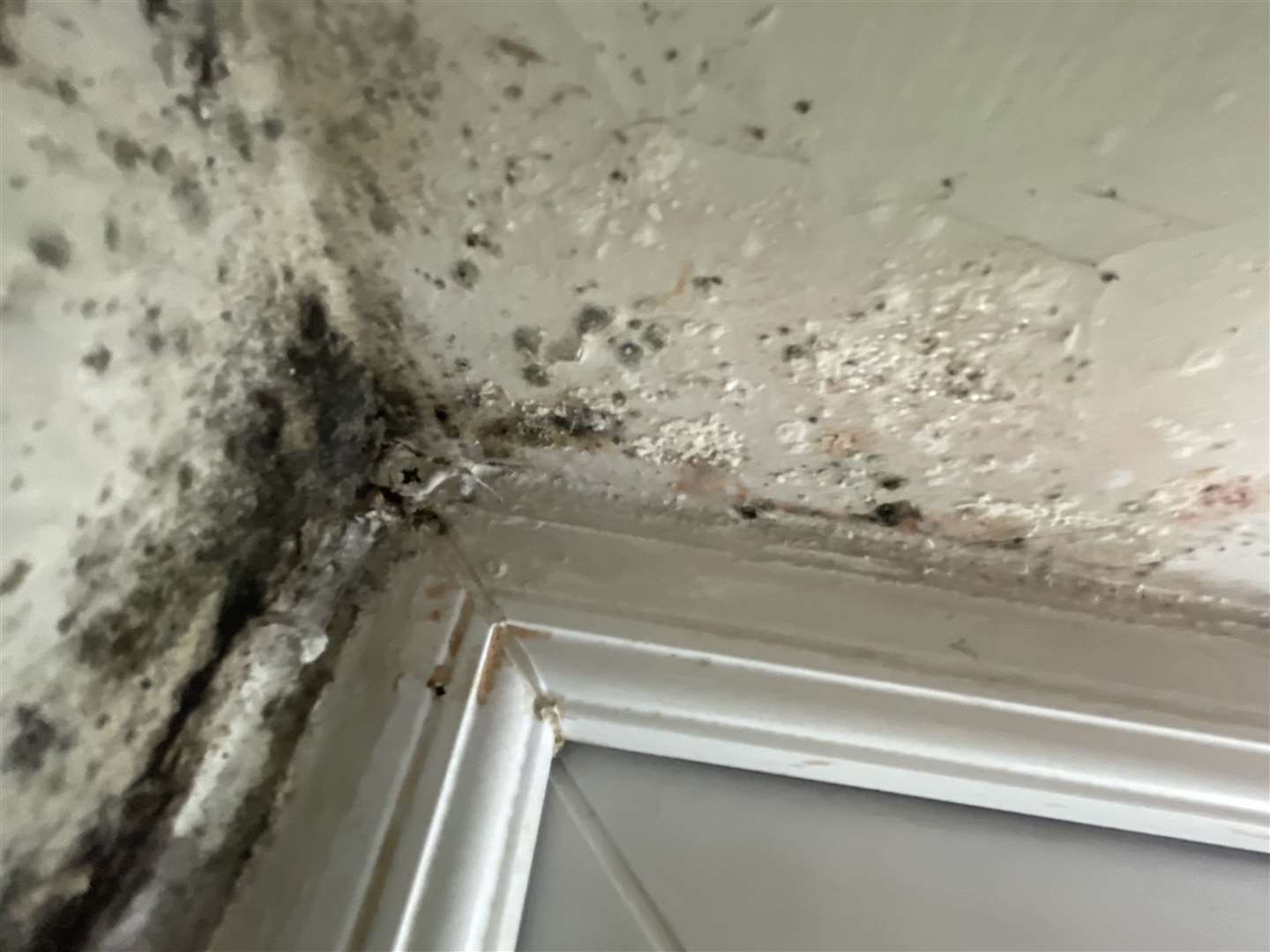 The mould has smothered every room in her flat. Picture: Katy Forster