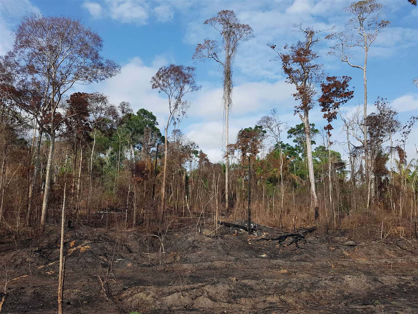 An Amazonian forest that burned during the 2015 El Nino (Erika Berenguer/PA)