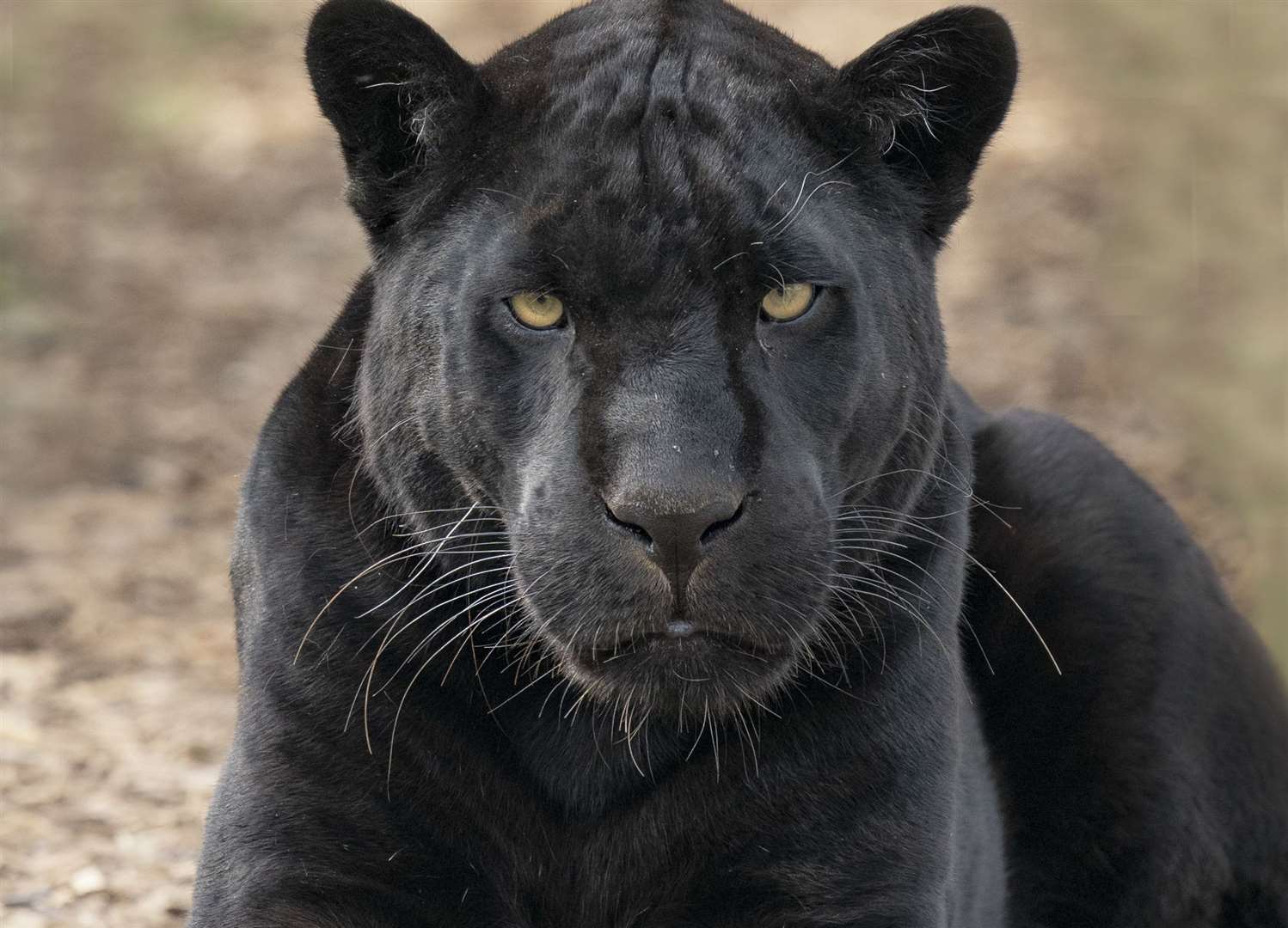 Maya at at Smarden's The Big Cat Sanctuary. Picture: Alma Leaper