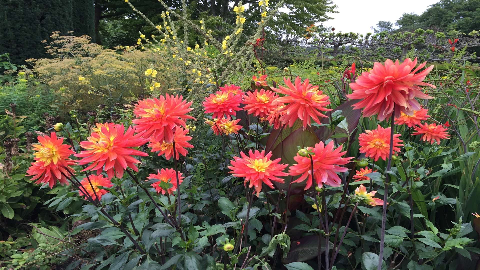 A hot bed of dahlia Brandaris