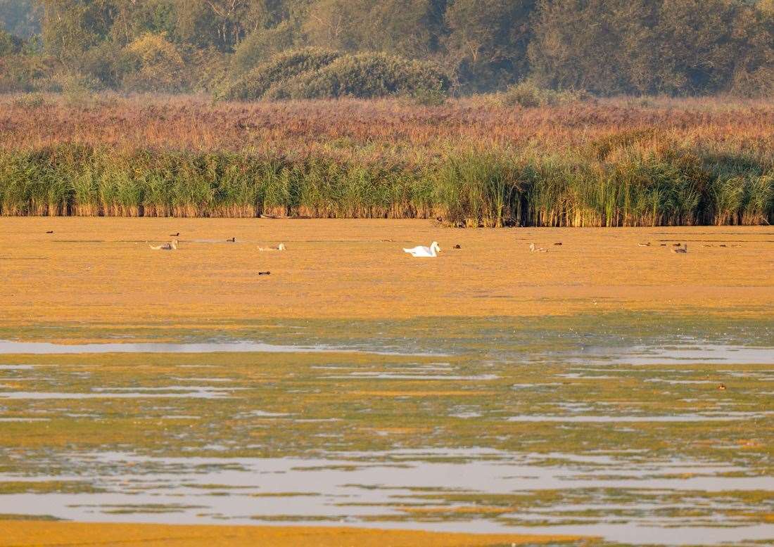 Naturally occurring blanket weed (filamentous algae) has appeared on the main lake at Stodmarsh National Nature Reserve. Photo: Sian Pettman