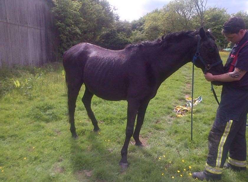 The horse became trapped in a disused swimming pool. Picture: London Fire Brigade
