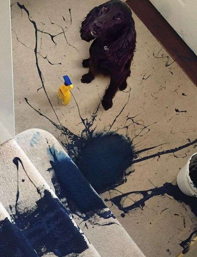 The aftermath: The cream carpet was left in a sorry state after the accident