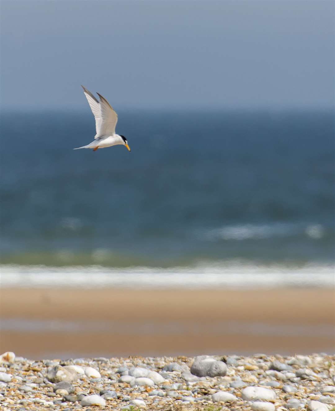 A little tern in flight over the coastline at Blakeney (Ian Ward/National Trust/PA)