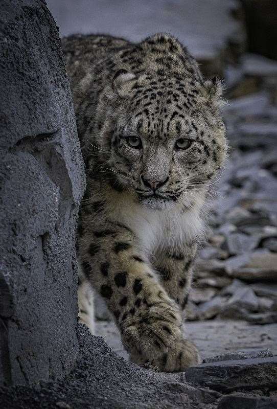 The snow leopards have ‘really hit it off’ according to conservationists at Chester Zoo (Chester Zoo/PA)