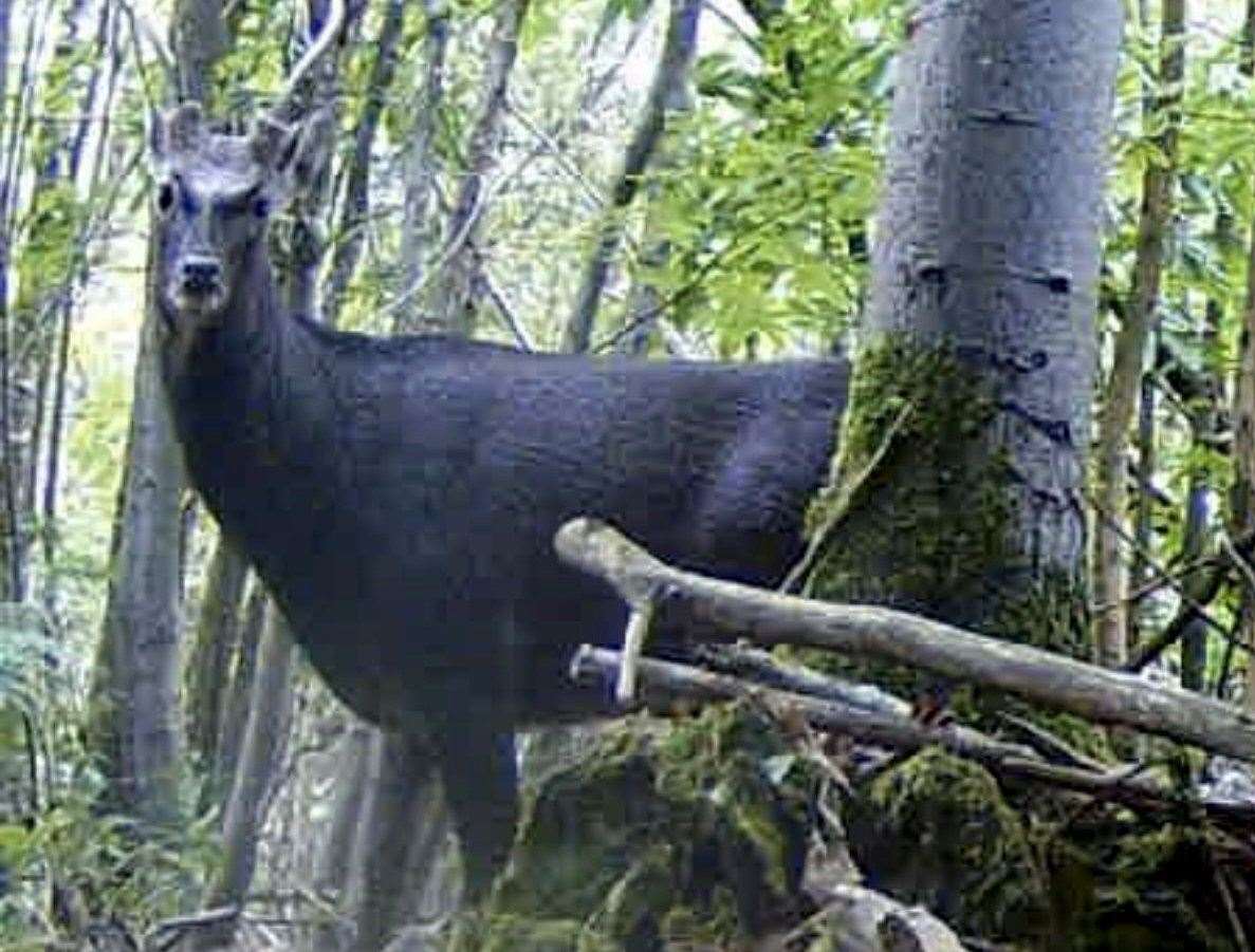 Black sika deer caught on film in Cranbrook Woodland. Picture: Stephen Sangster