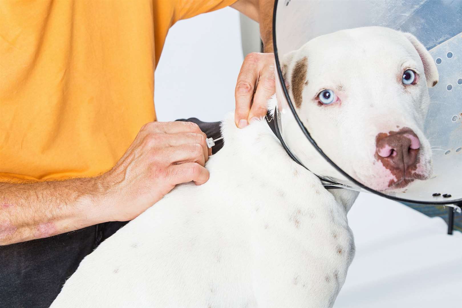 Microchipping is essential for every dog