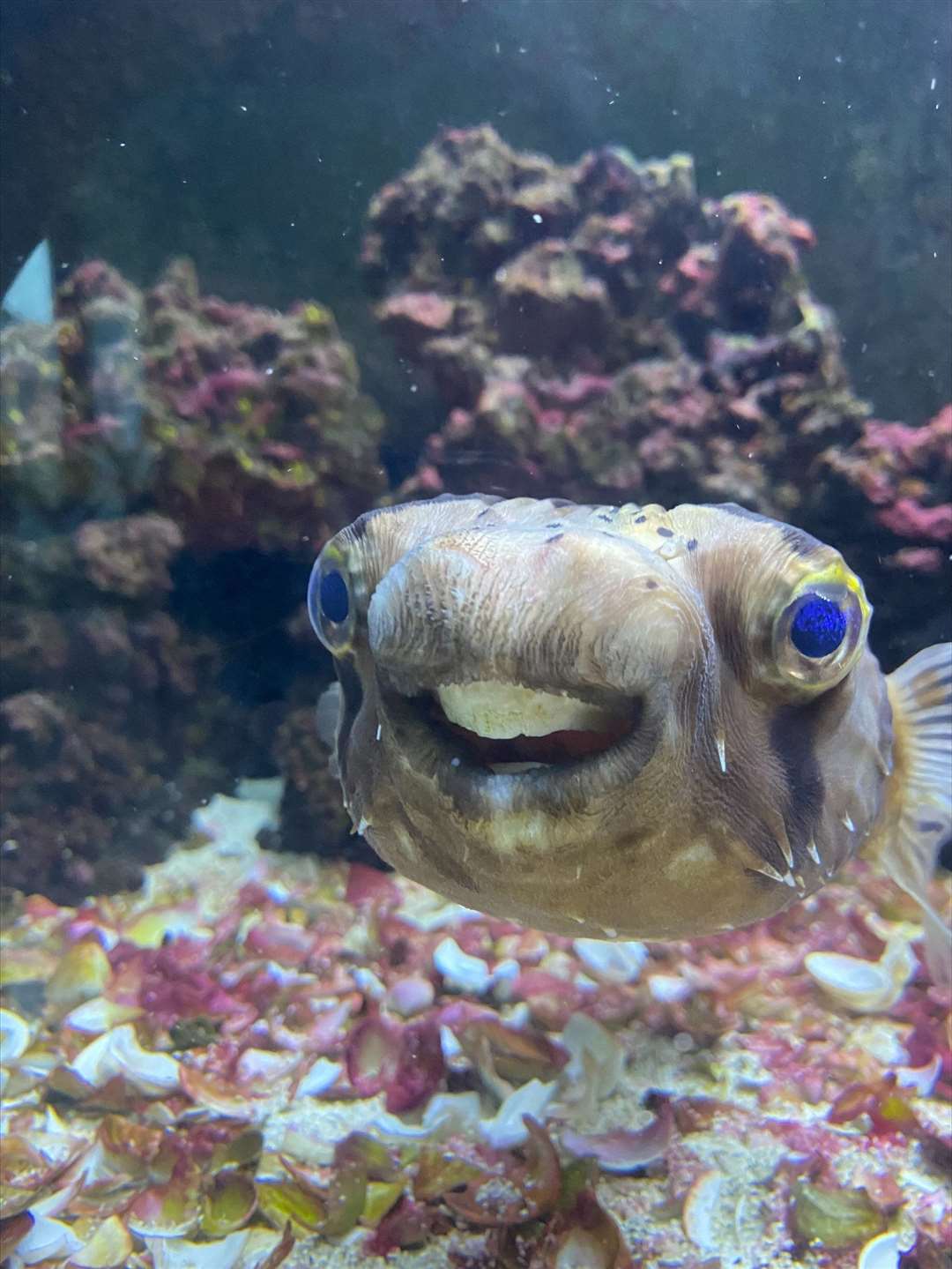 Goldie recovered very quickly and is now back at home in Leybourne. Picture: Sandhole Veterinary Centre/ SWNS