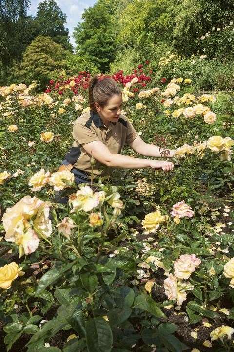 A member of the royal gardening team deadheads roses in the Rose Garden (Royal Collection Trust/Her Majesty Queen Elizabeth II 2021/PA)