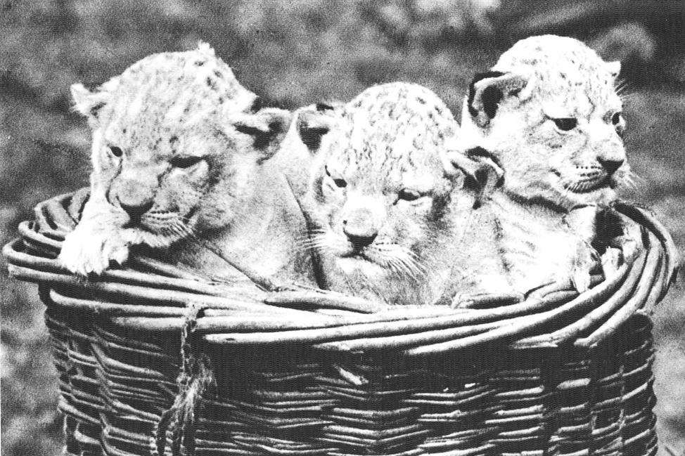 Lions at Maidstone Zoo.