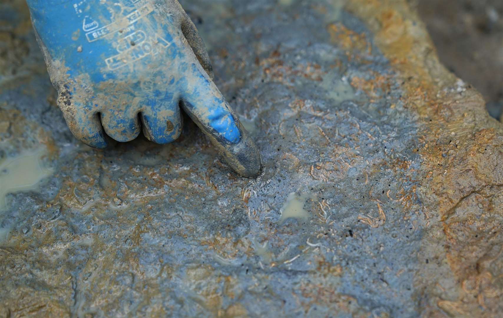 Sally Hollingworth points to a fossil of a comatulida crinoid (Andrew Matthews/PA)