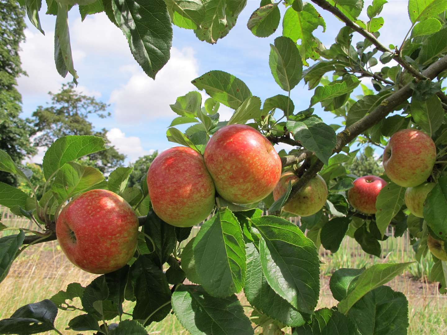 The weather led to a good fruit harvest (National Trust/PA)