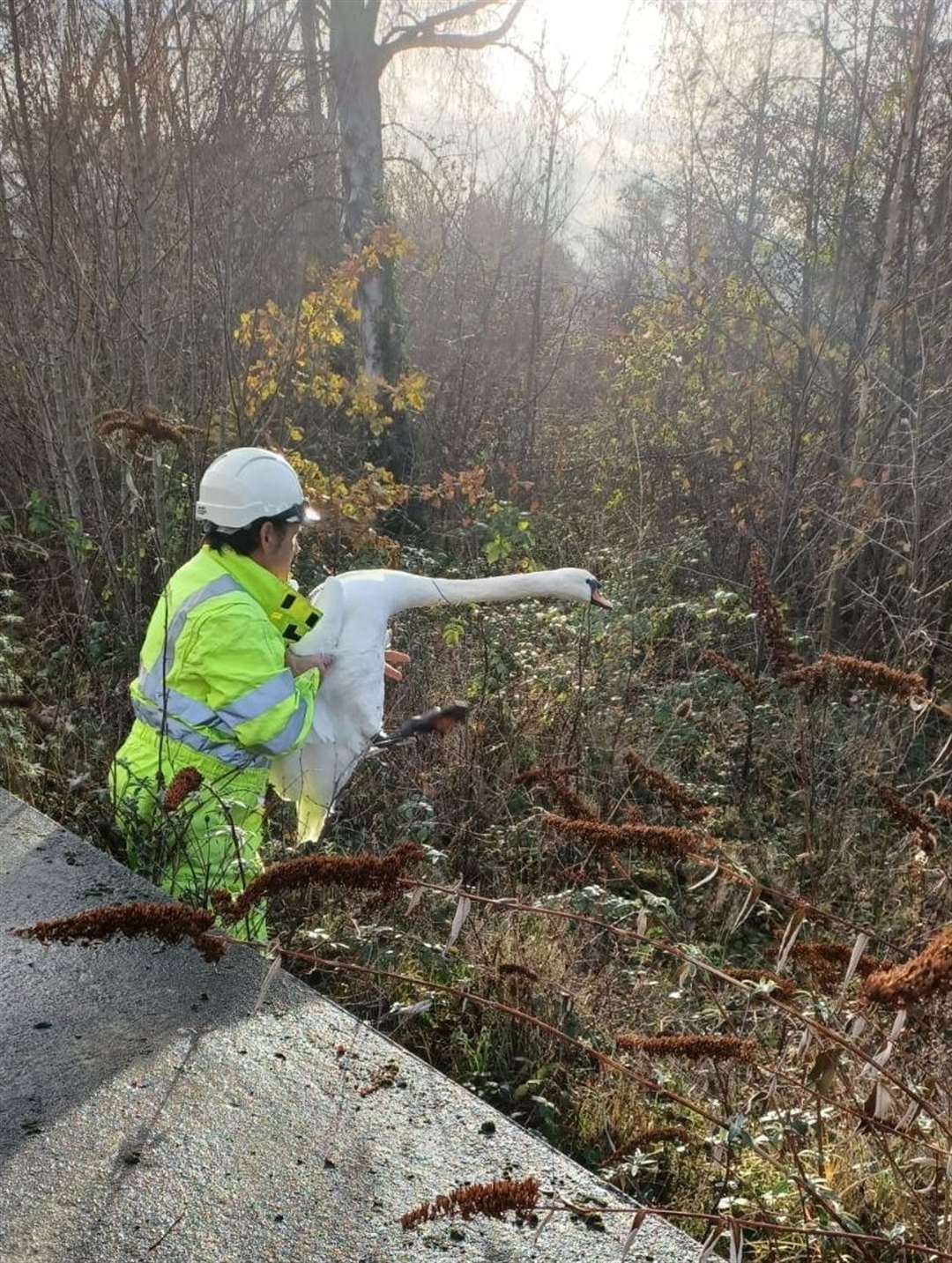 A trapped swan was rescued from an electricity substation in Canterbury by UK Power Networks and the Swan Sanctuary. Picture: UK Power Networks