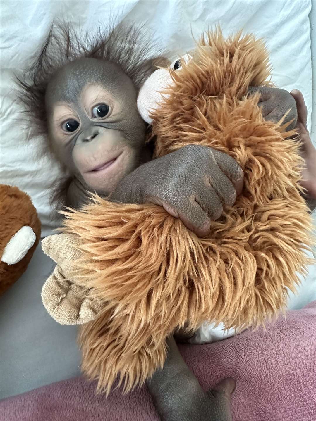 Sibu Junior was rehomed after his mother was unable to care for him at Dublin Zoo (MonkeyWorld/Dublin Zoo/PA)