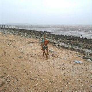 Beanz at the beach