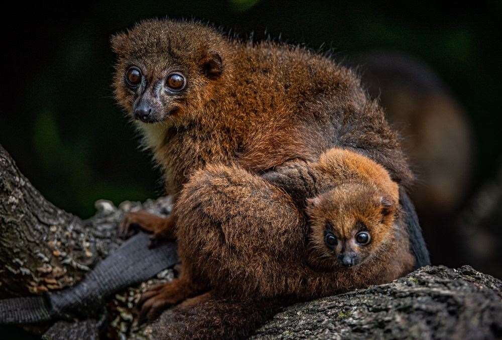 (Chester Zoo/PA)