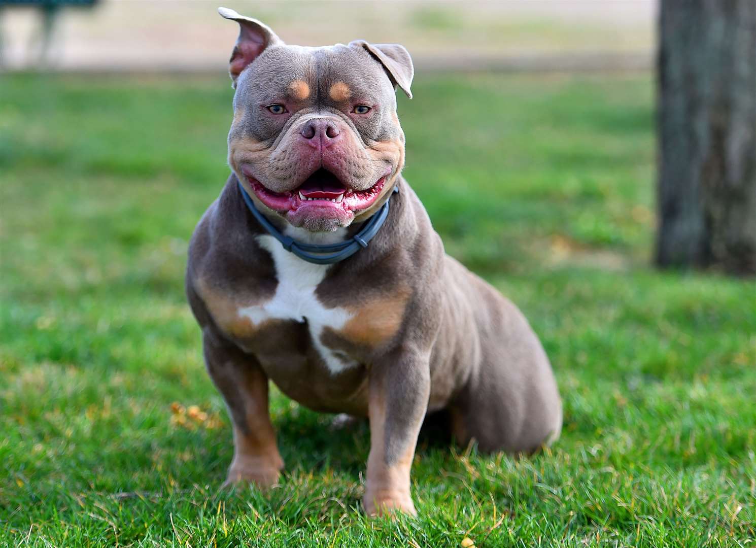 Animal charities say breed specific ban lists are not the answer. Image: iStock.