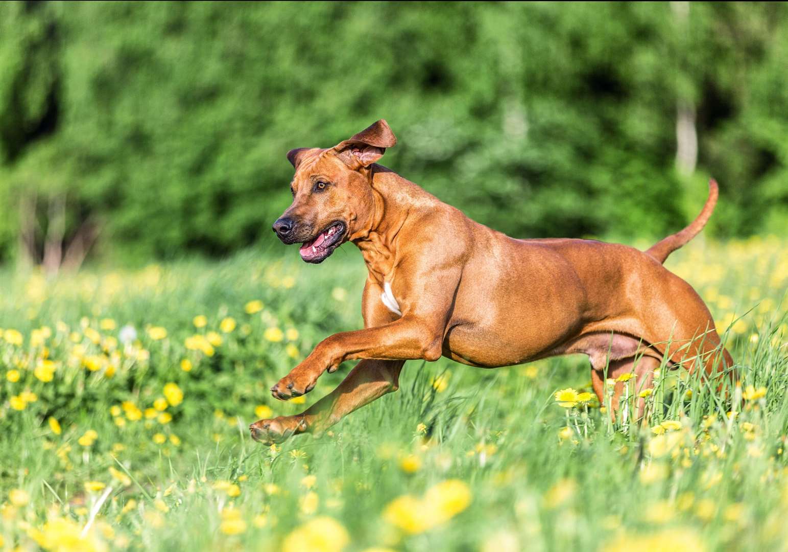 Rhodesian ridgeback dogs were originally bred in Zimbabwe for hunting lions but are now common around the world. Photo: istock/Asya Pozniak