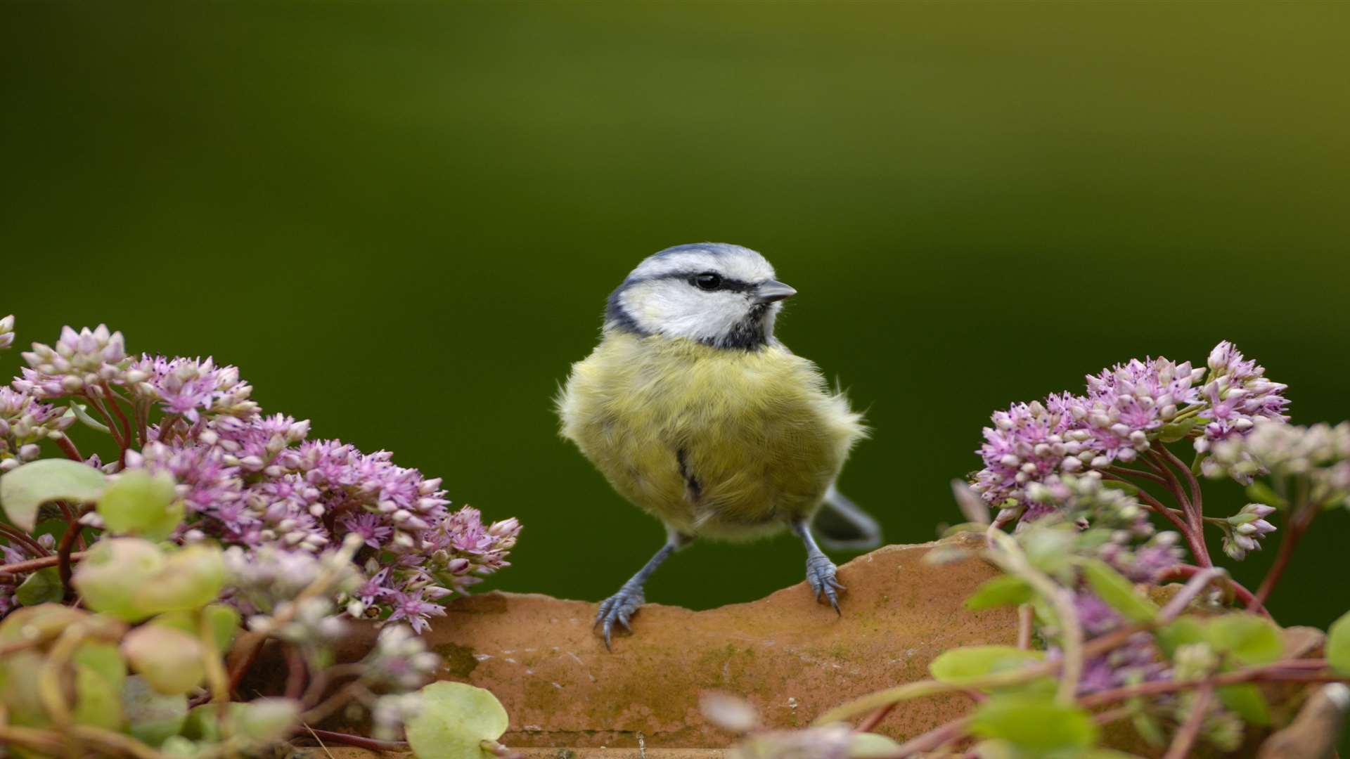 A blue tit