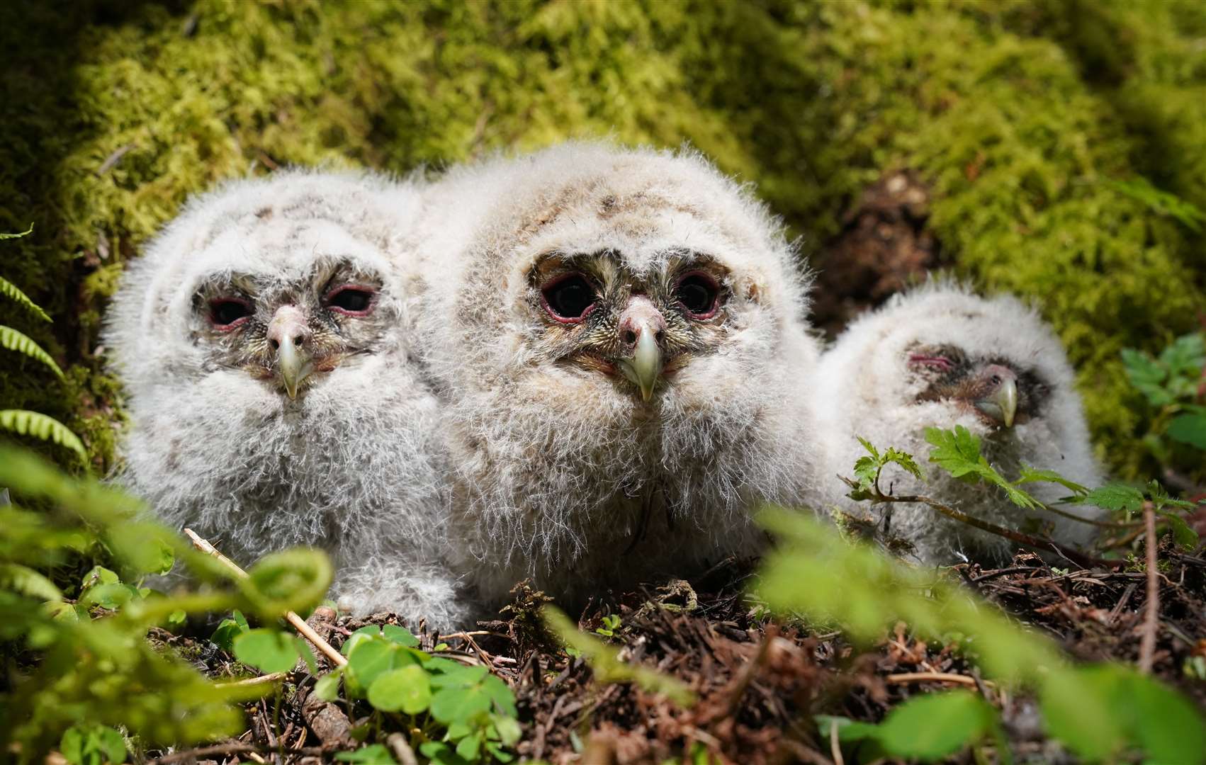 Tawny owl chicks that hatched in the Kielder Forest in Northumberland were part of a mini baby boom (Owen Humphreys/PA)