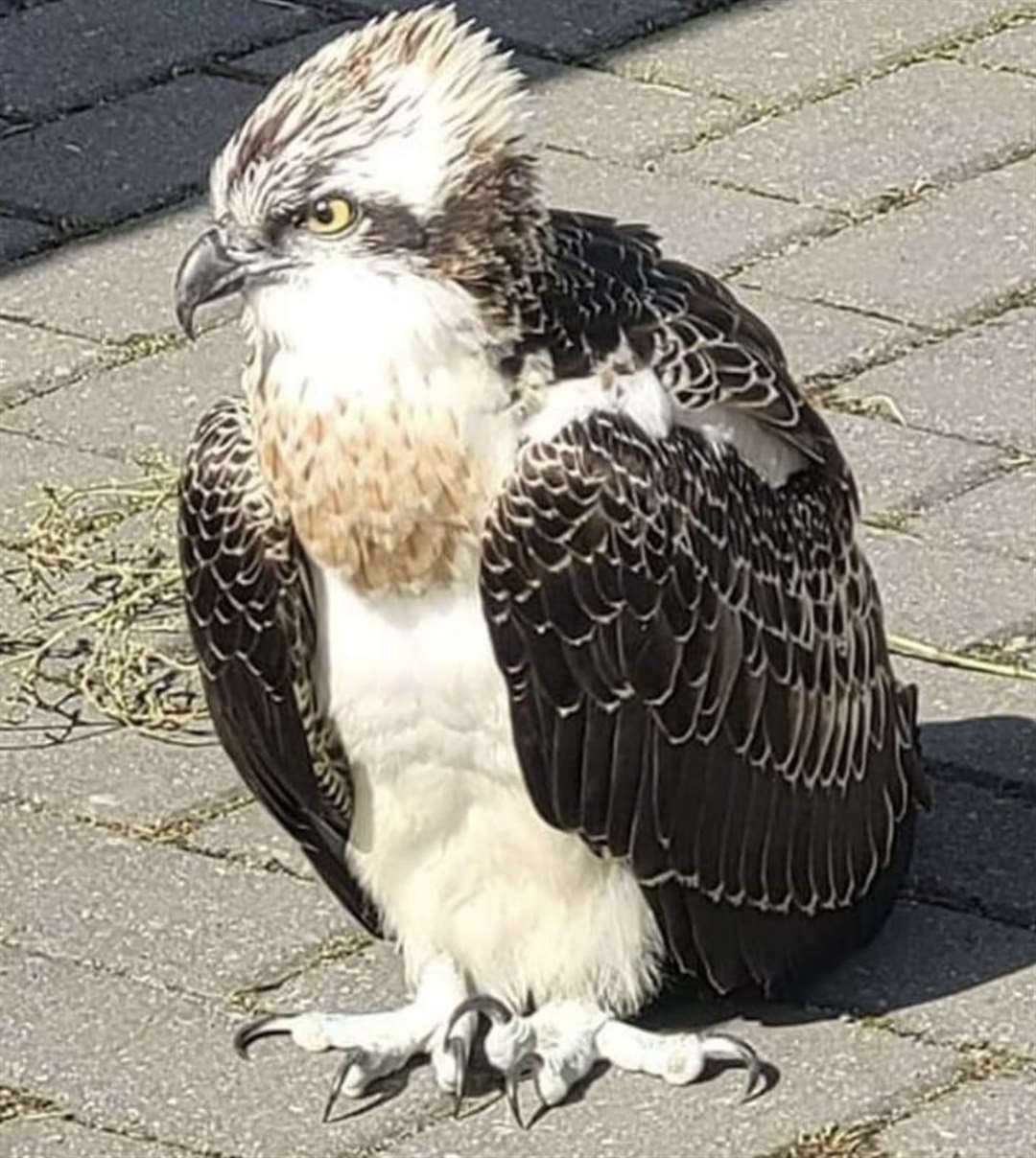 The osprey was later declared dead, having weighed just 0.85kg. Picture: Kelly Allaway