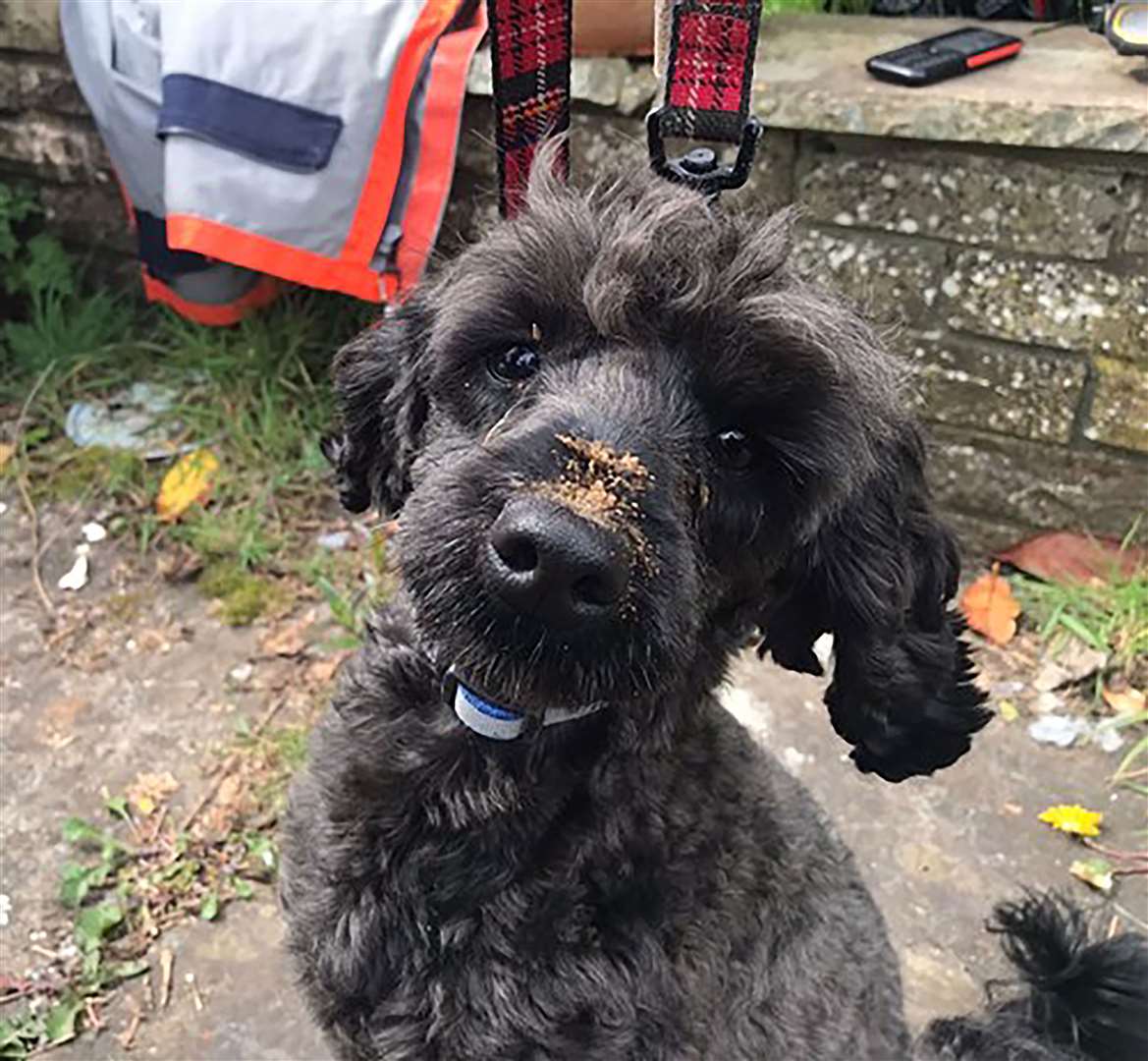 Cheeky poodle Jock was rescued, safe and well, from beneath a house where he had become stuck (Mid and West Wales Fire and Rescue Service/PA)