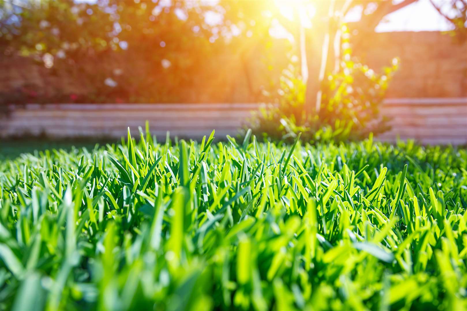 Tree pollen counts rise first, followed by grass pollen later in spring and early summer. Image: iStock.