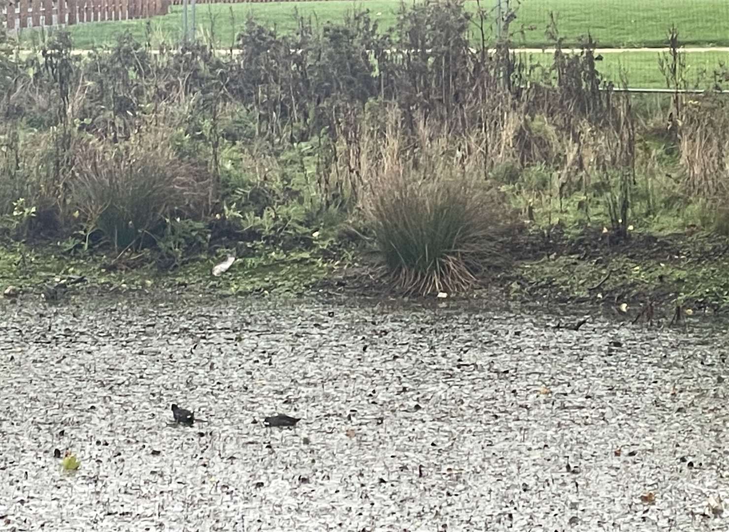 Residents say the water level of the pond drops daily.