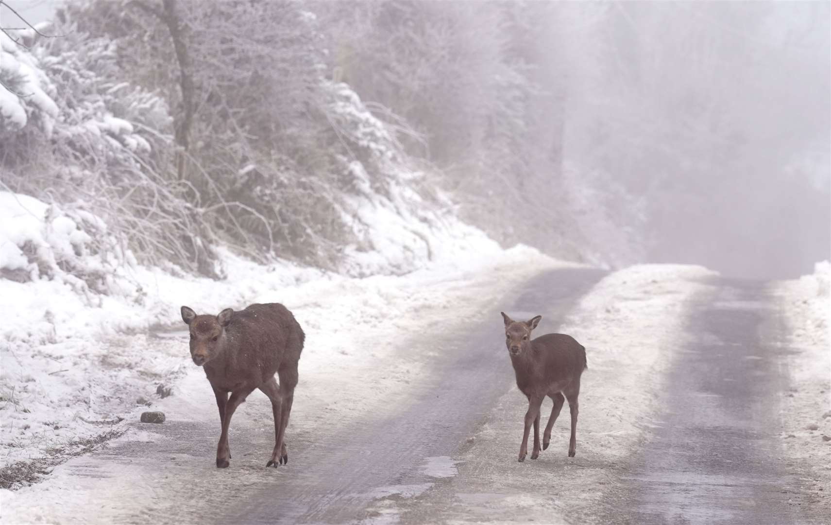 Deer in the snow on Slade More Road in Co Dublin on Thursday. (Brian Lawless/PA)