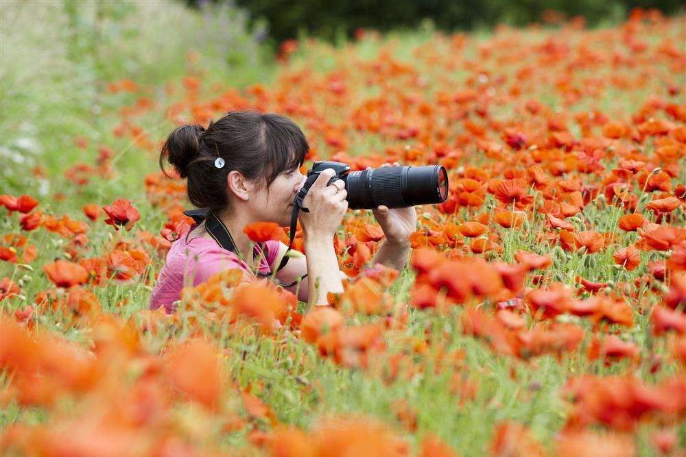 Lucy Grimer takes a picture of poppies in a field near Barham