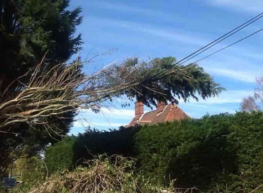 A fallen tree is blocking the road