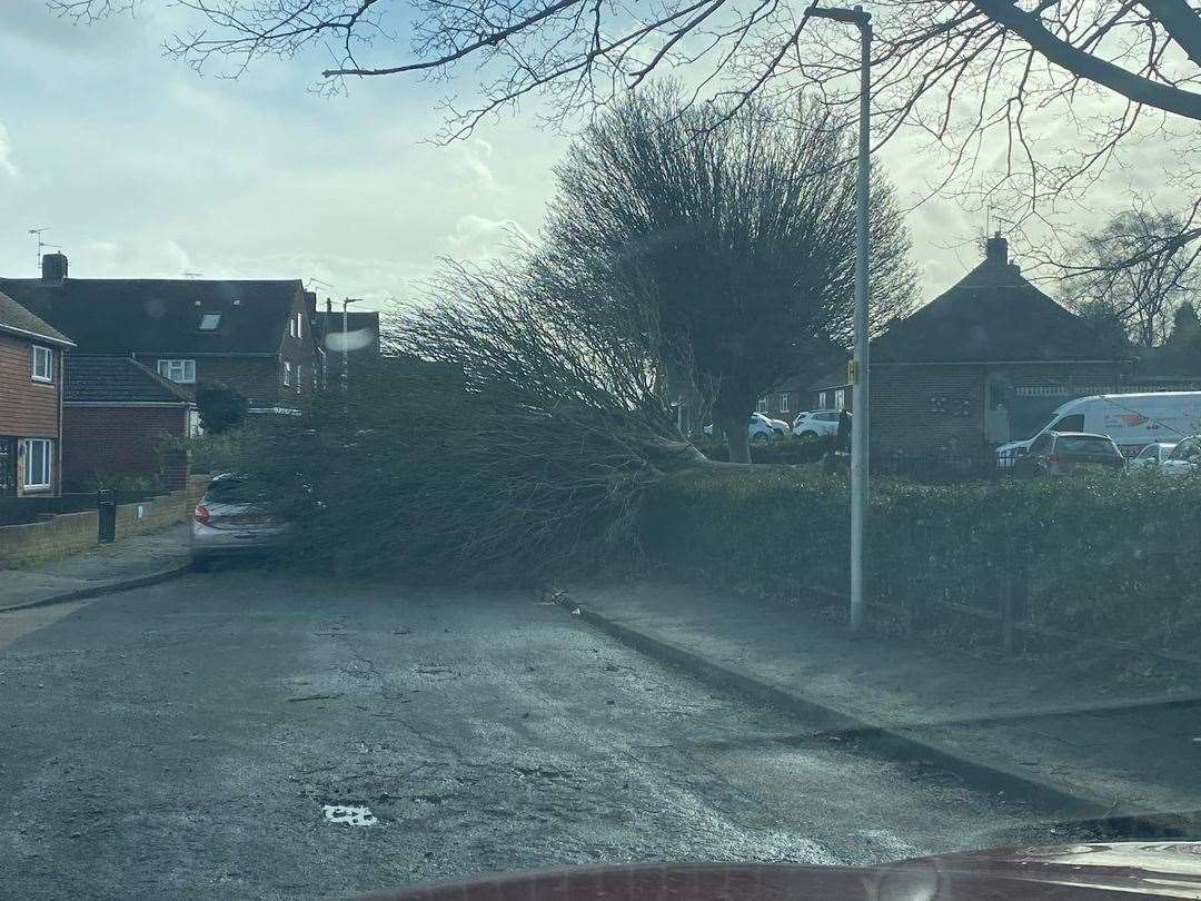 Tree blocks Miller Way, Wainscott