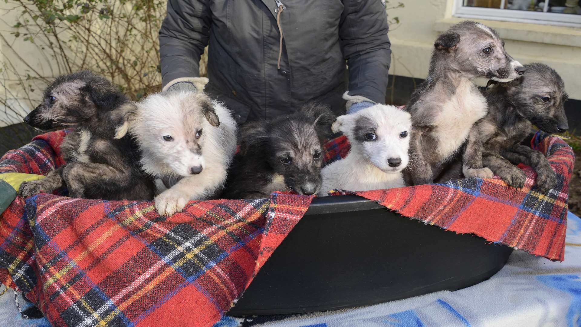 Puppies abandoned in Great Chart playing field have found