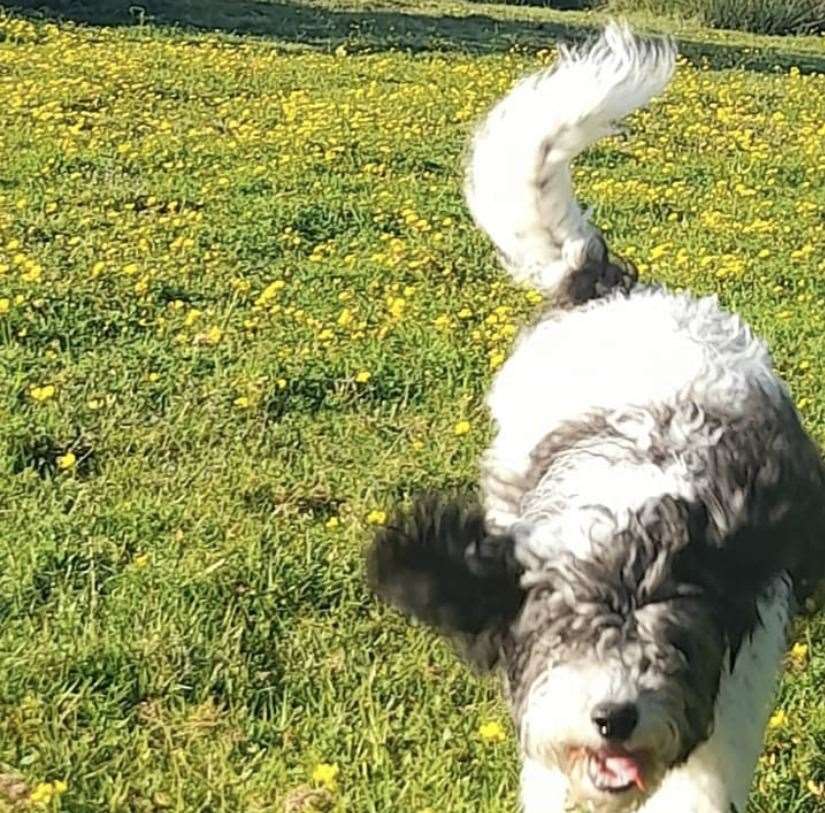 Ziggy the labradoodle