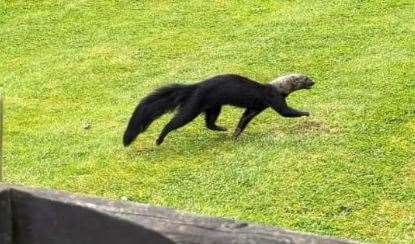 The Tayra was spotted in the West Kingsdown area, miles away from Hemsley Conservation Centre. Picture: Steve Wells