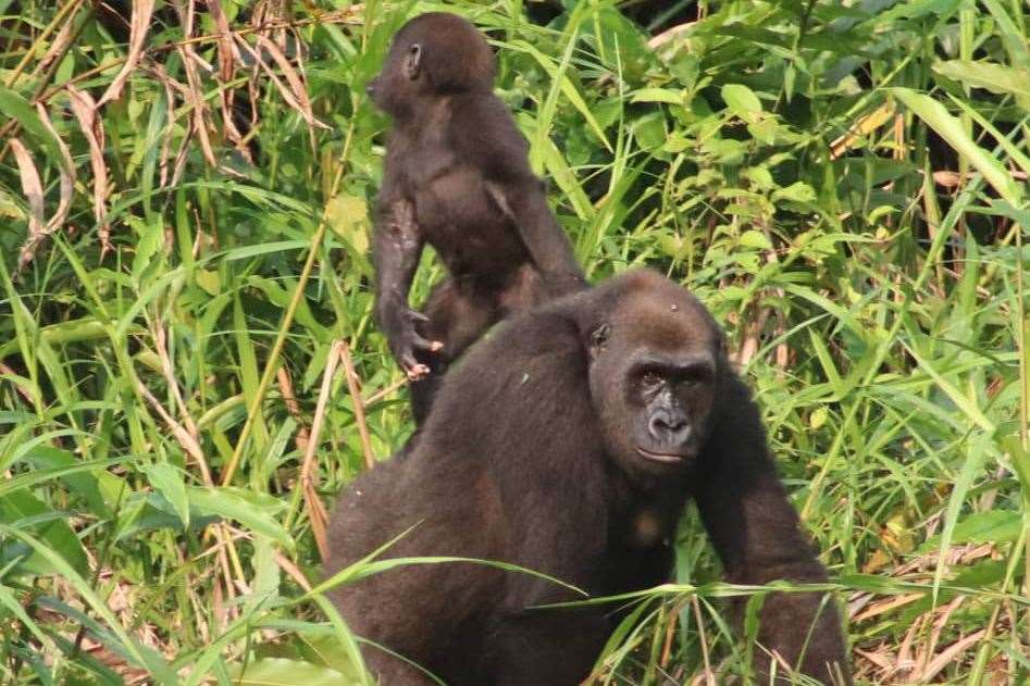 A female gorilla was spotted with Ima’s offspring on her back in Gabon. Picture: The Aspinall Foundation