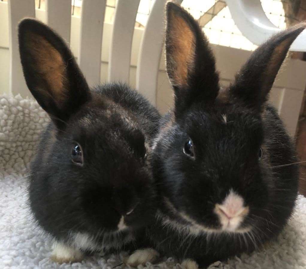 Betty, who is missing an ear and Bonnie, who is missing a tail are both looking for homes