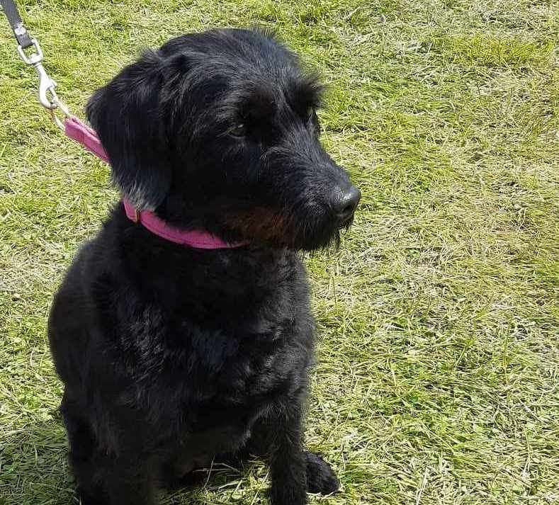 Sallie Henry's dog Betty, who was a patient at Lydd vets. Picture: Sallie Henry