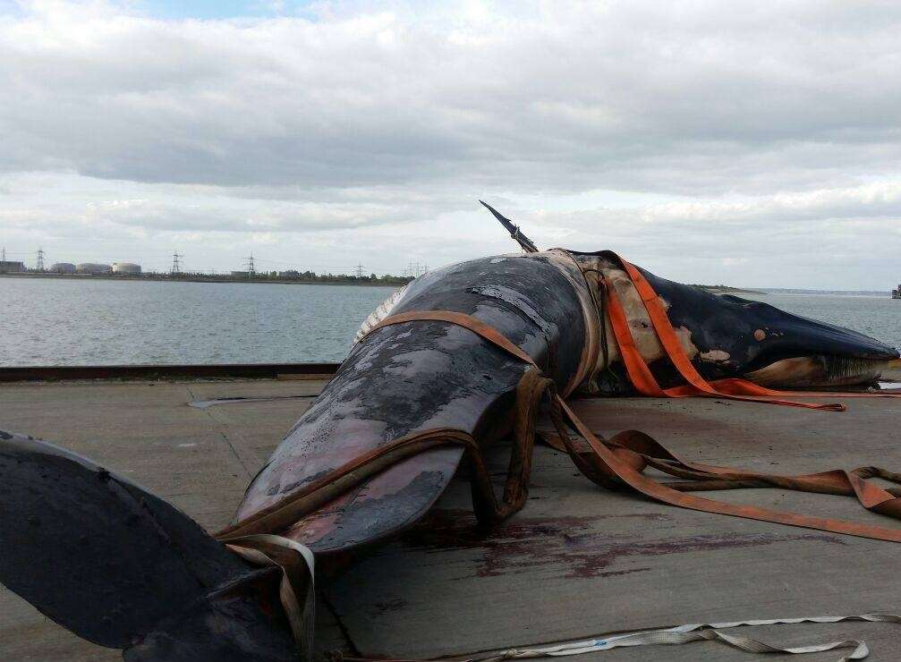 The 30-tonne body of the male fin whale at Sheerness Docks