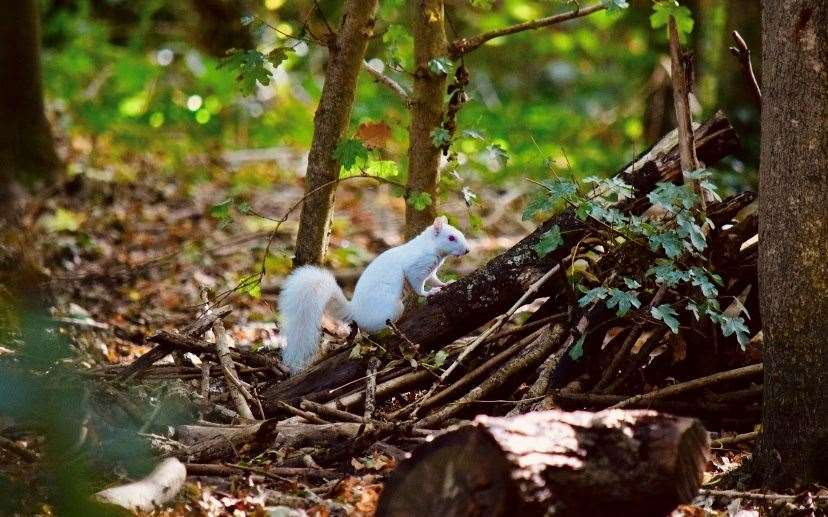 The albino squirrel was spotted by photographer Jade Amos in Maidstone. Picture: Jade Amos