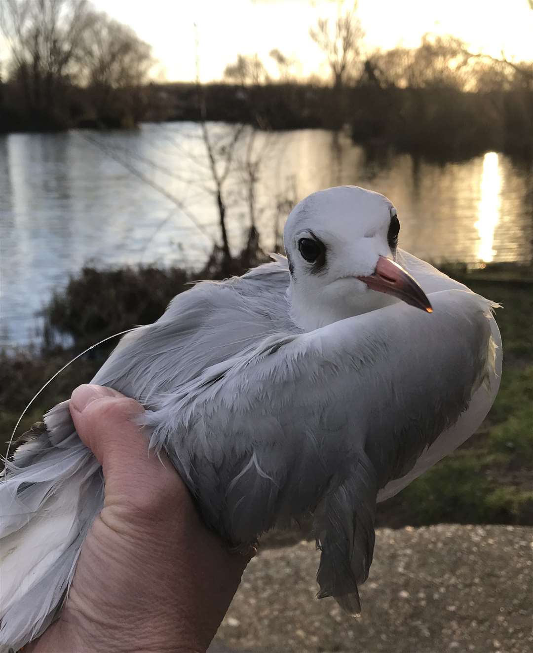 The gull was rescued in Singleton. Picture: RSPCA