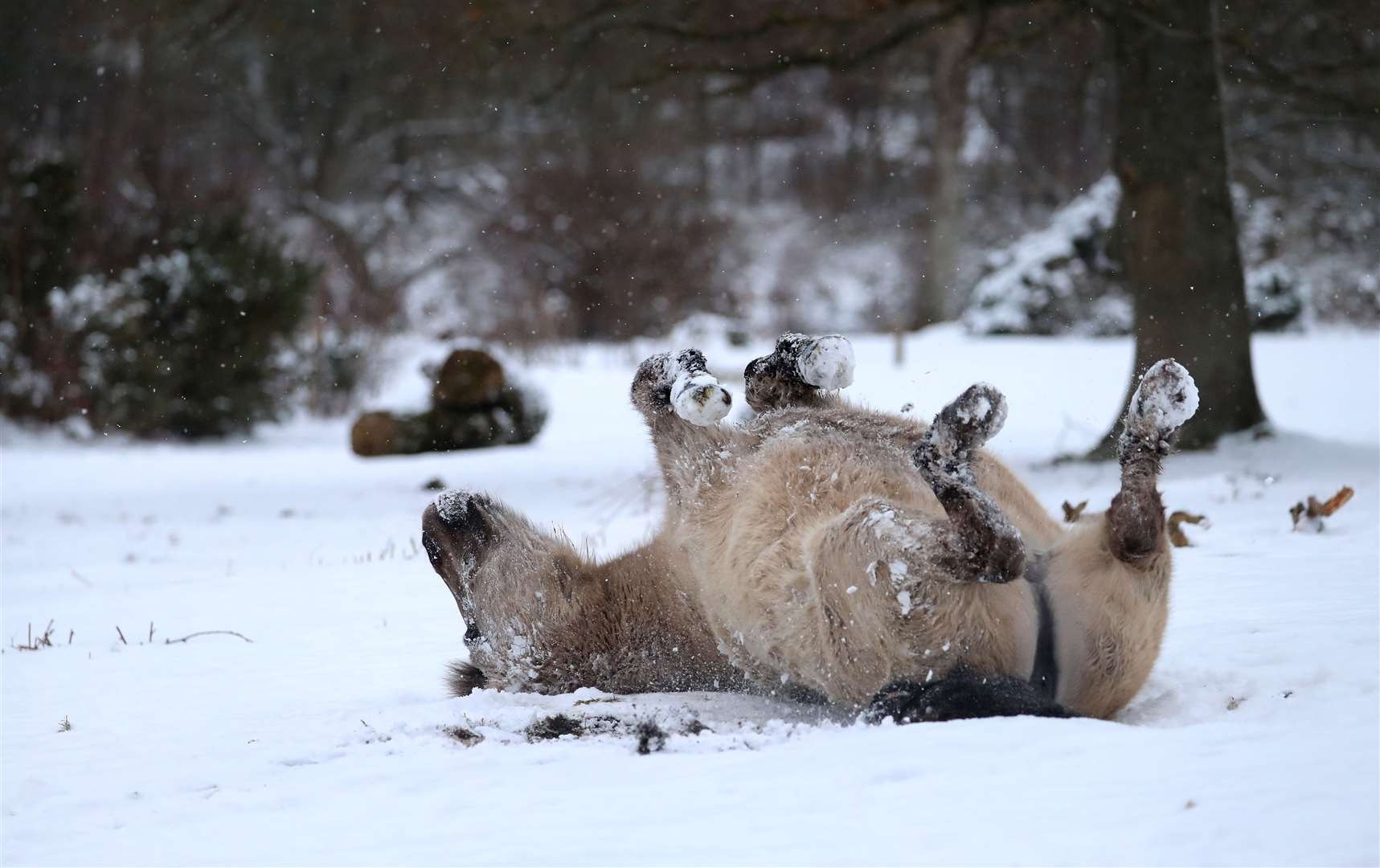 A pony enjoys the snow at Hothfield Nature Reserve in Kent (Gareth Fuller/PA)