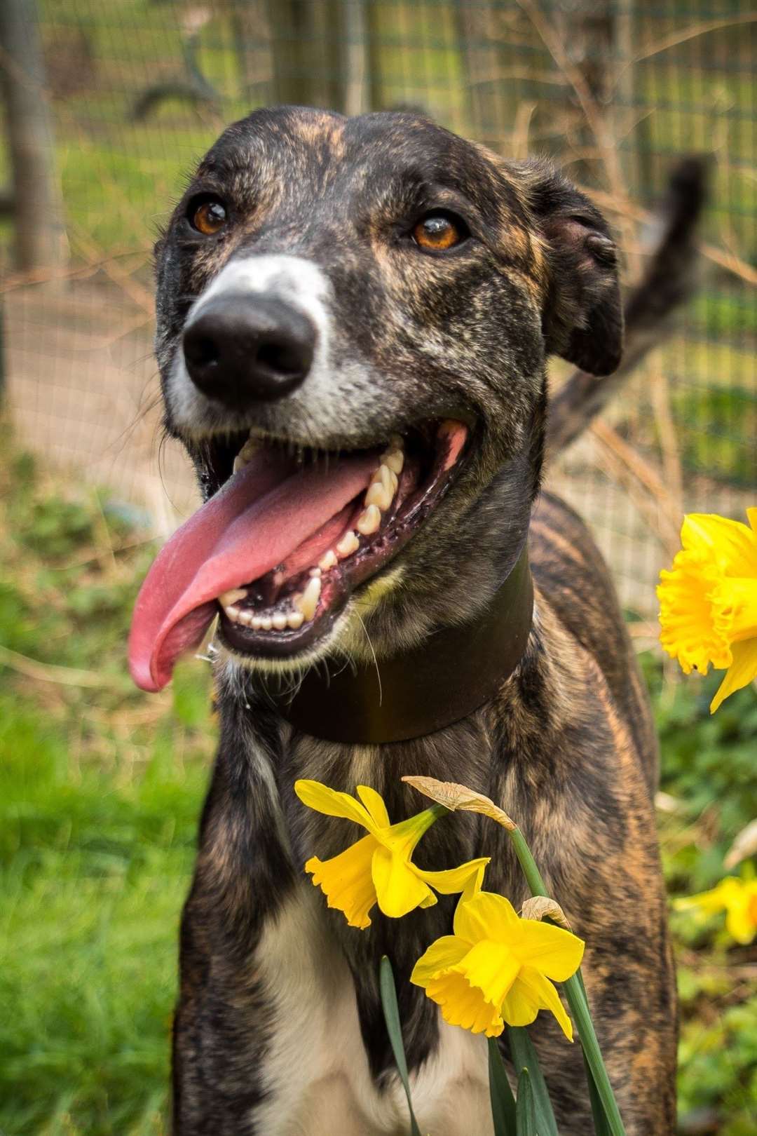 Lurcher Bandit is among those looking for a home